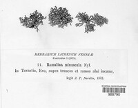 Ramalina dilacerata image